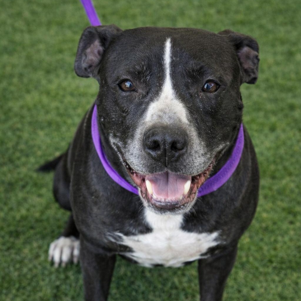 Enlarge Ava, a ADOPTABLE Mixed Breed in Stafford, VA image 1/1