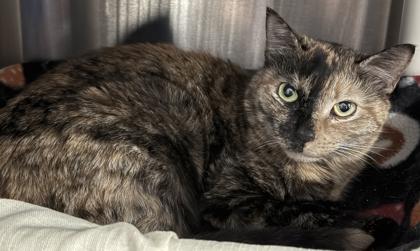 Wellen, Adoptable, Adult Female Domestic Short Hair & Domestic Short Hair.