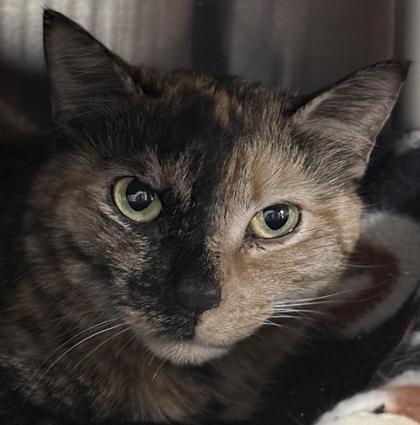 Wellen, a Adoptable mixed breed in Venice, FL image 2/2