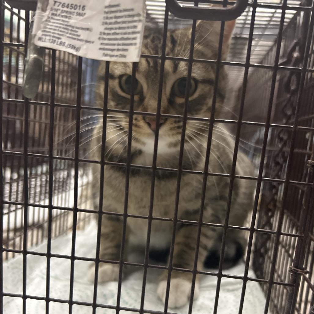 C4, Adoptable, Kitten Female Domestic Short Hair.