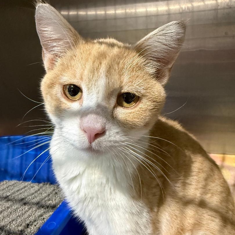 Enlarge STUART, a ADOPTABLE Domestic Short Hair in Gresham, WI image 1/1
