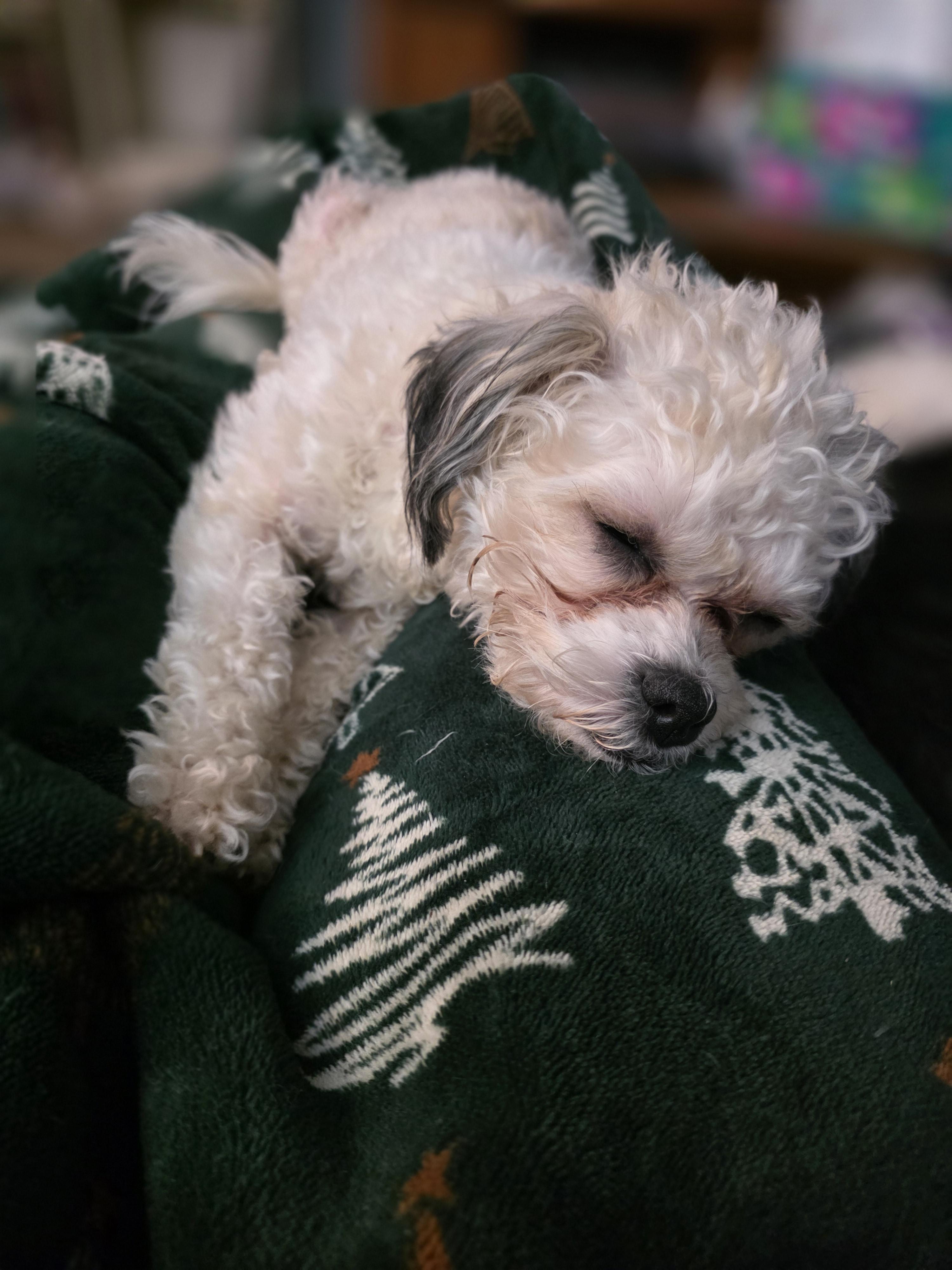 Val, Adoptable, Young Female Maltese & Shih Tzu.