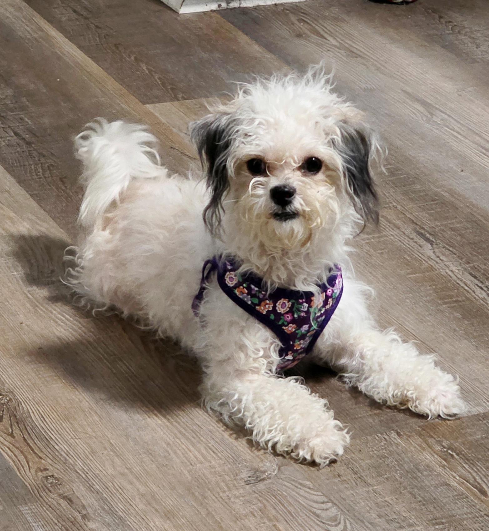 Enlarge Val, a Adoptable mixed breed in Richmond, KY image 2/6