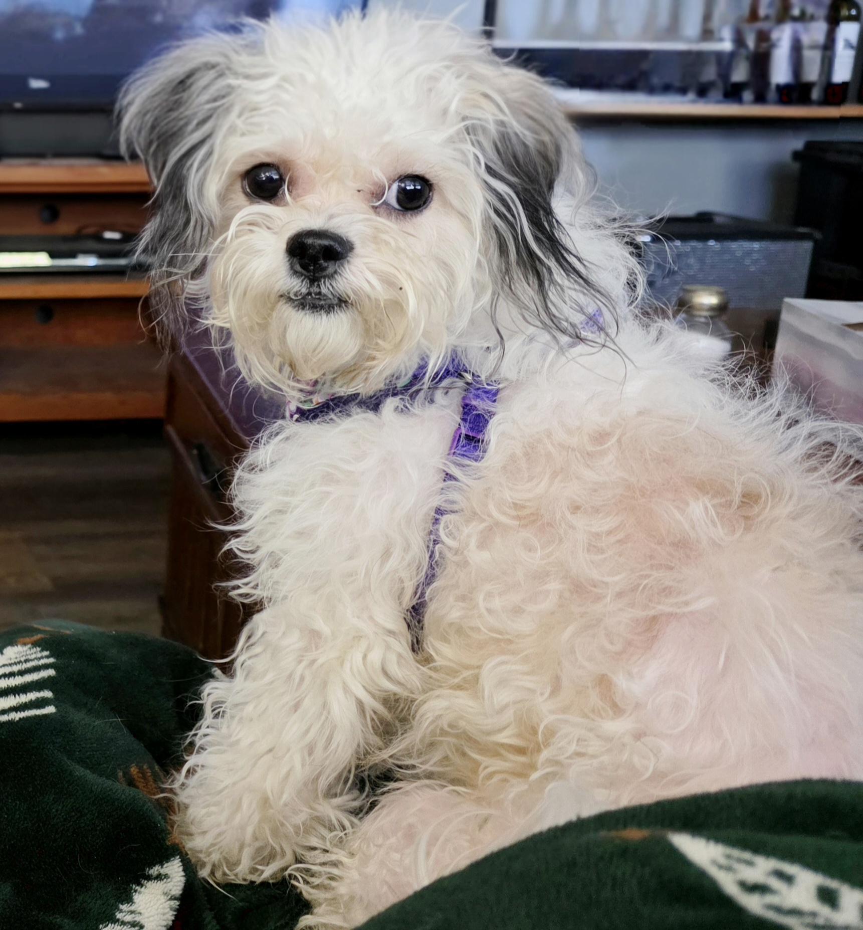 Enlarge Val, a Adoptable mixed breed in Richmond, KY image 4/6