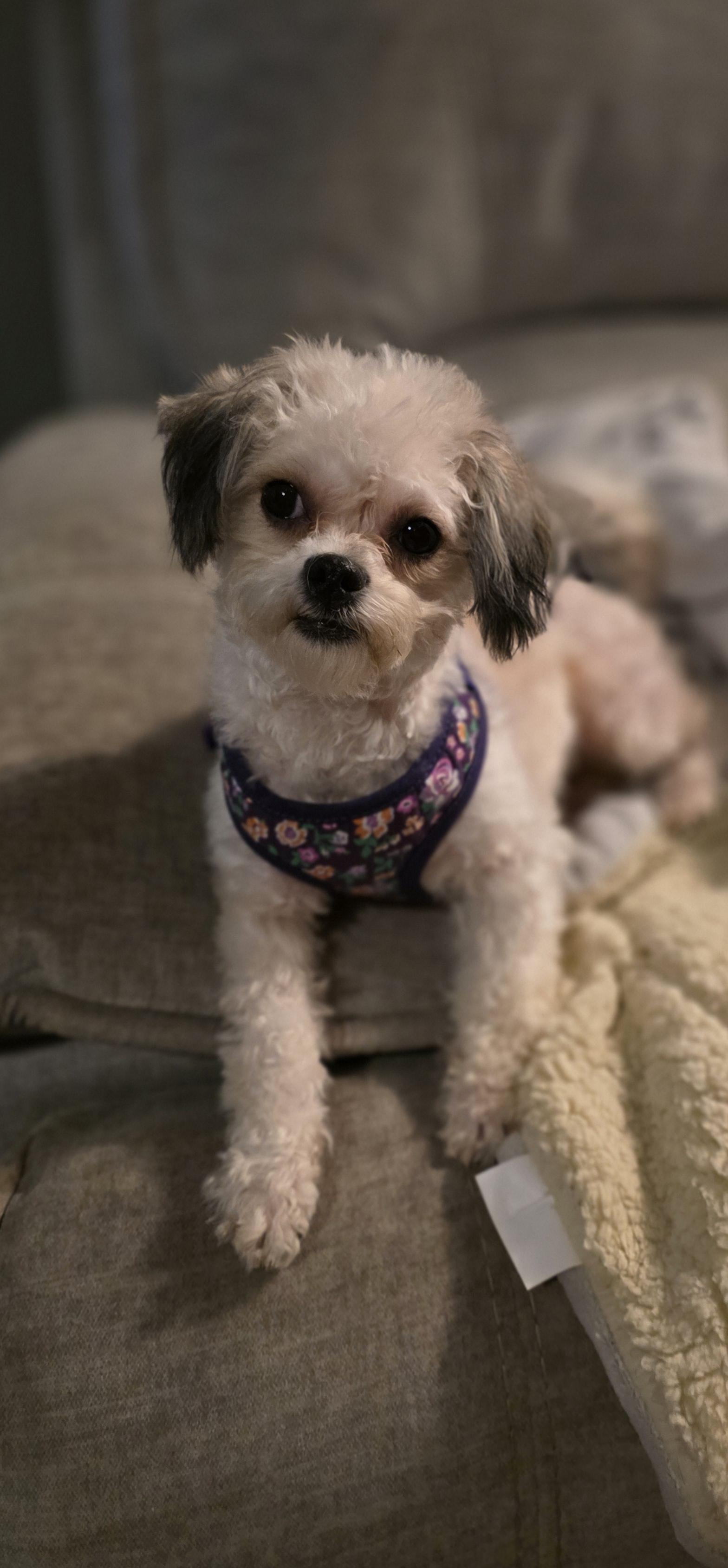 Enlarge Val, a Adoptable mixed breed in Richmond, KY image 5/6