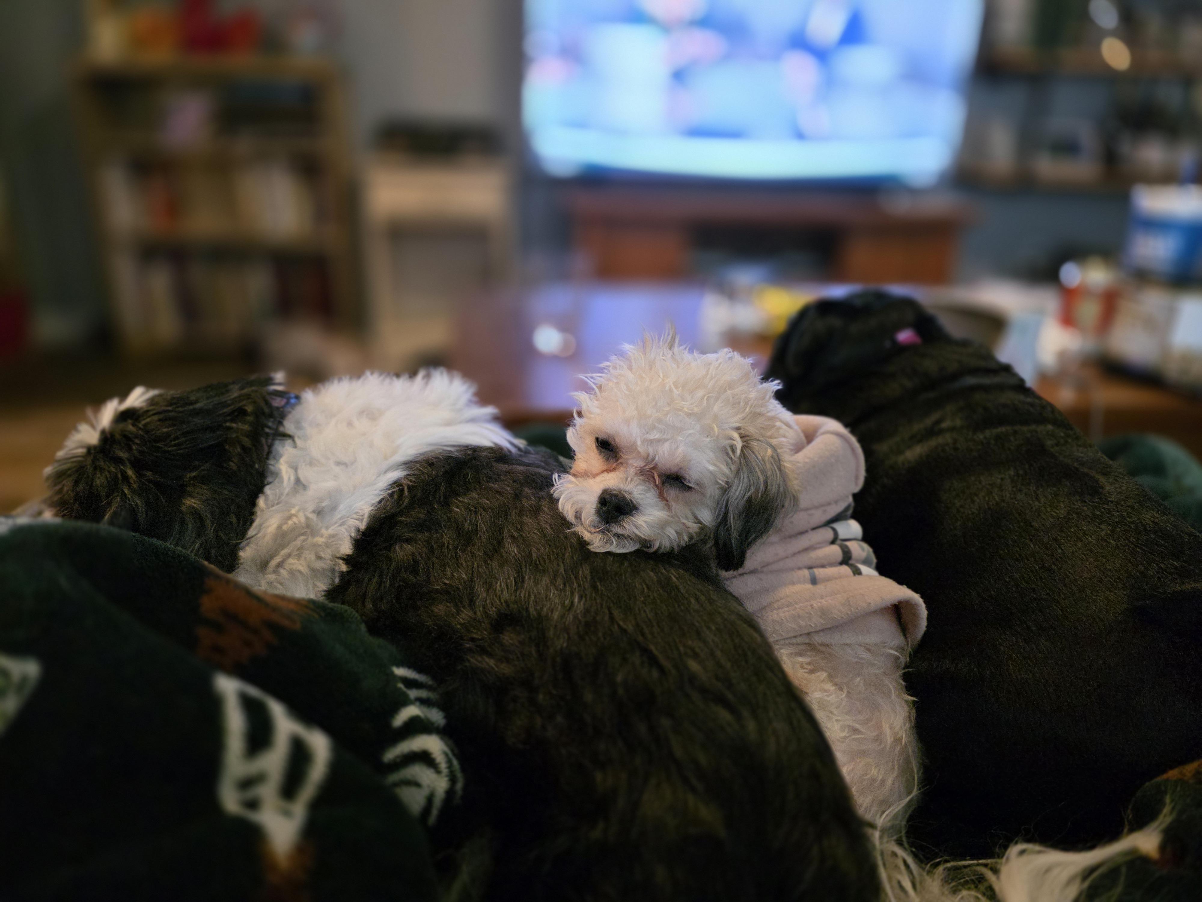 Enlarge Val, a Adoptable mixed breed in Richmond, KY image 6/6