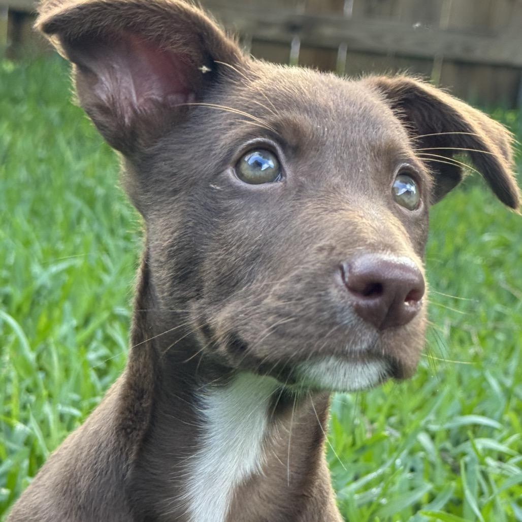 Enlarge Austin, a Adoptable mixed breed in Hollister, FL image 2/6