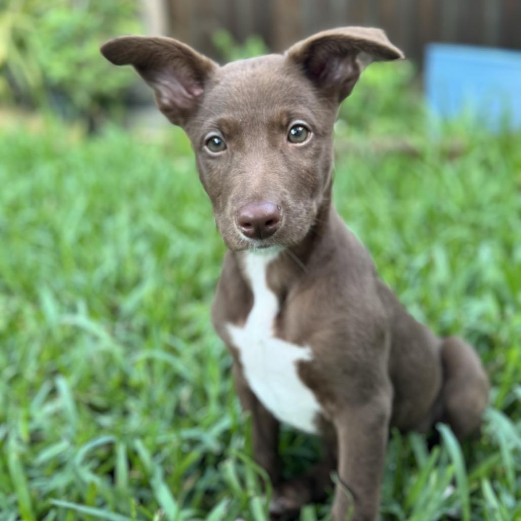 Enlarge Austin, a Adoptable mixed breed in Hollister, FL image 3/6