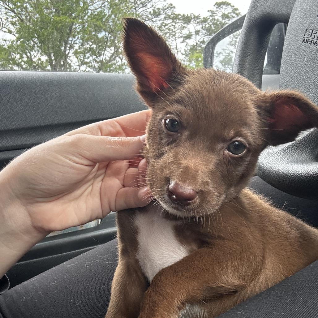 Enlarge Austin, a Adoptable mixed breed in Hollister, FL image 4/6