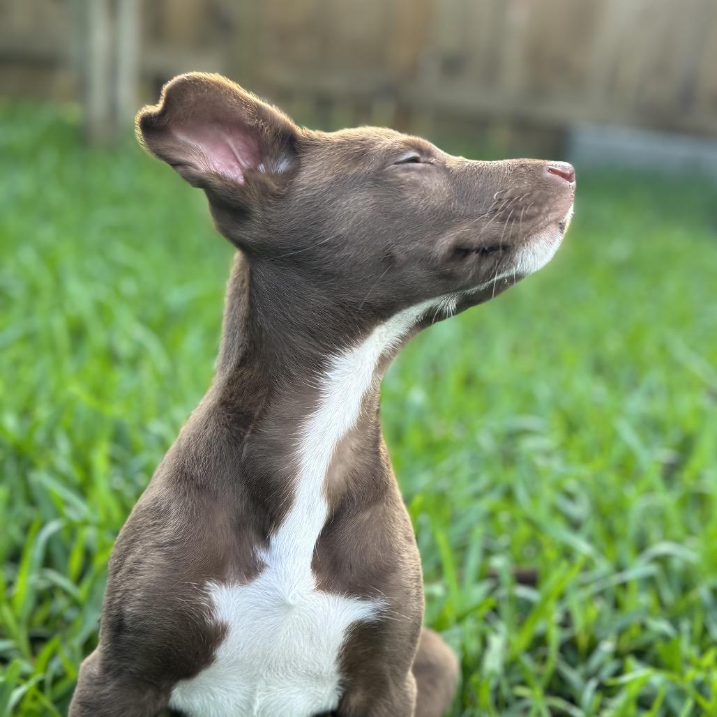 Enlarge Austin, a Adoptable mixed breed in Hollister, FL image 5/6