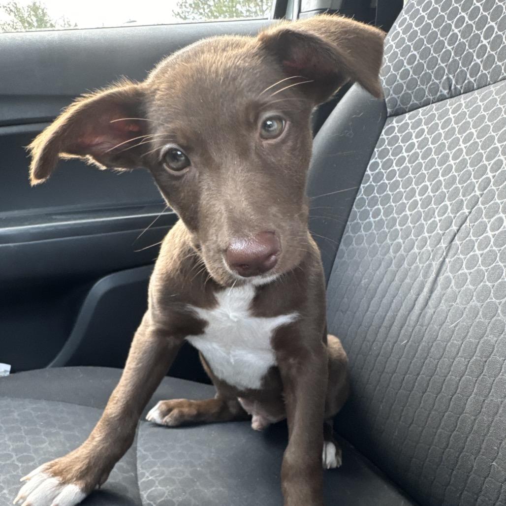 Enlarge Austin, a Adoptable mixed breed in Hollister, FL image 6/6