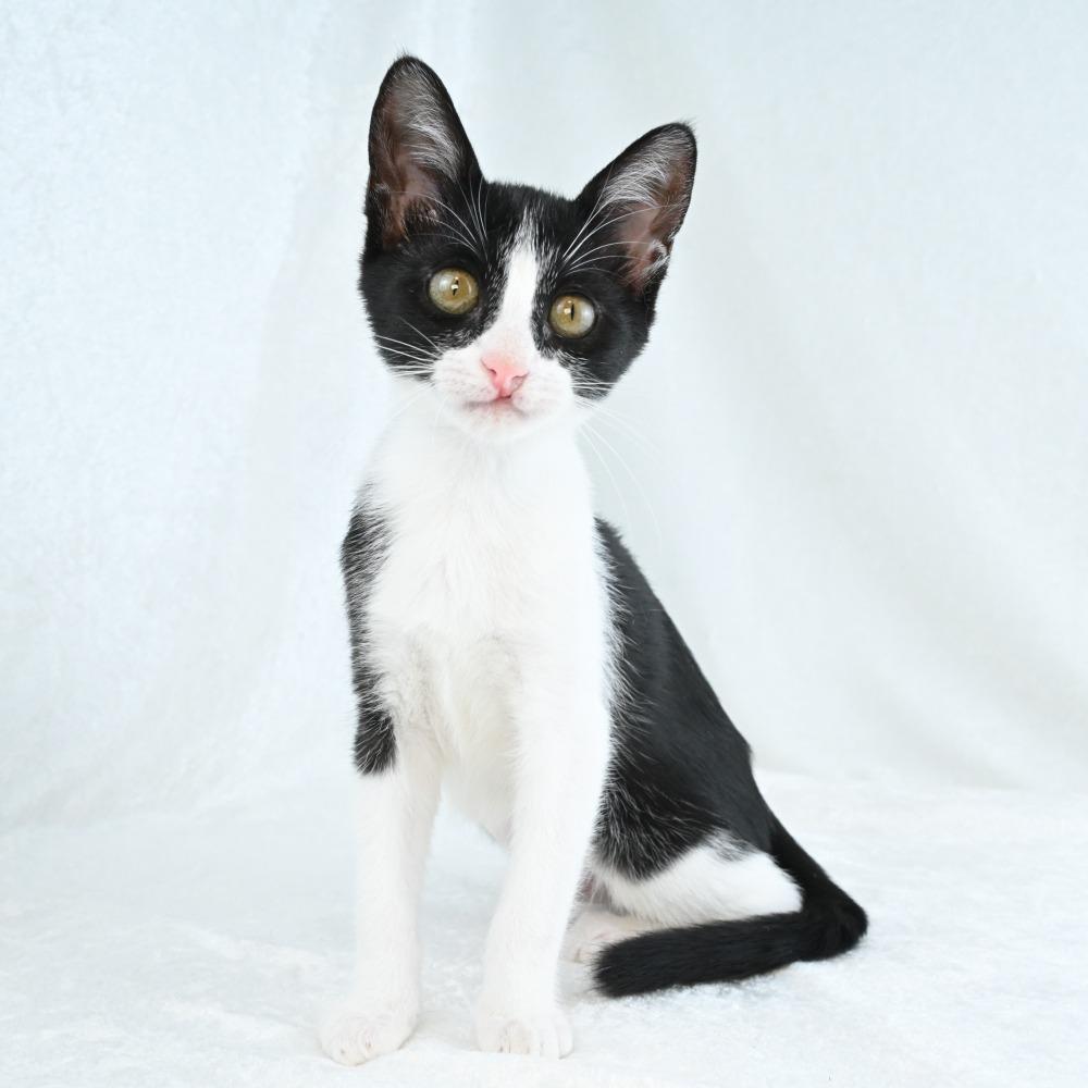 Enlarge Shirley, a Adoptable Domestic Short Hair in Mobile, AL image 1/5