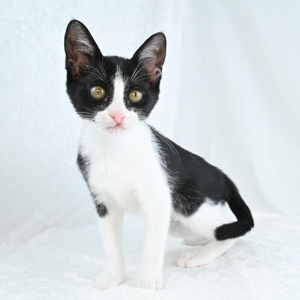 Enlarge Shirley, a Adoptable Domestic Short Hair in Mobile, AL image 2/5