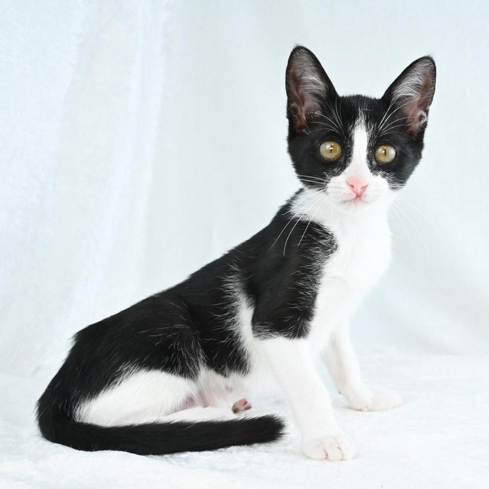 Enlarge Shirley, a Adoptable Domestic Short Hair in Mobile, AL image 3/5