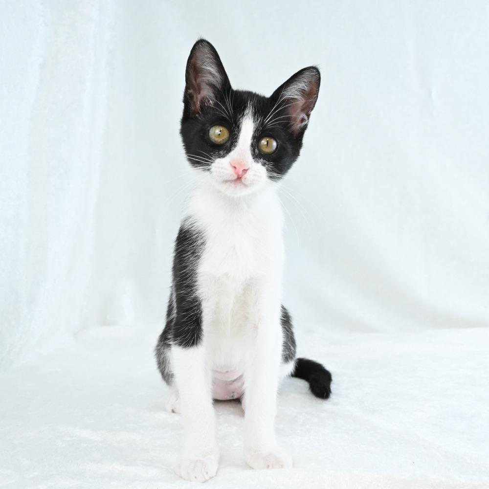 Enlarge Shirley, a Adoptable Domestic Short Hair in Mobile, AL image 4/5