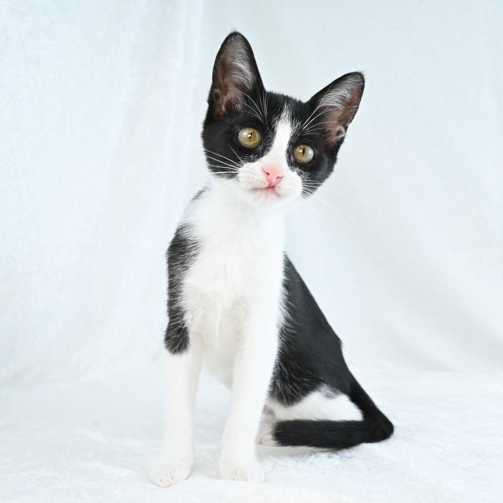 Enlarge Shirley, a Adoptable Domestic Short Hair in Mobile, AL image 5/5