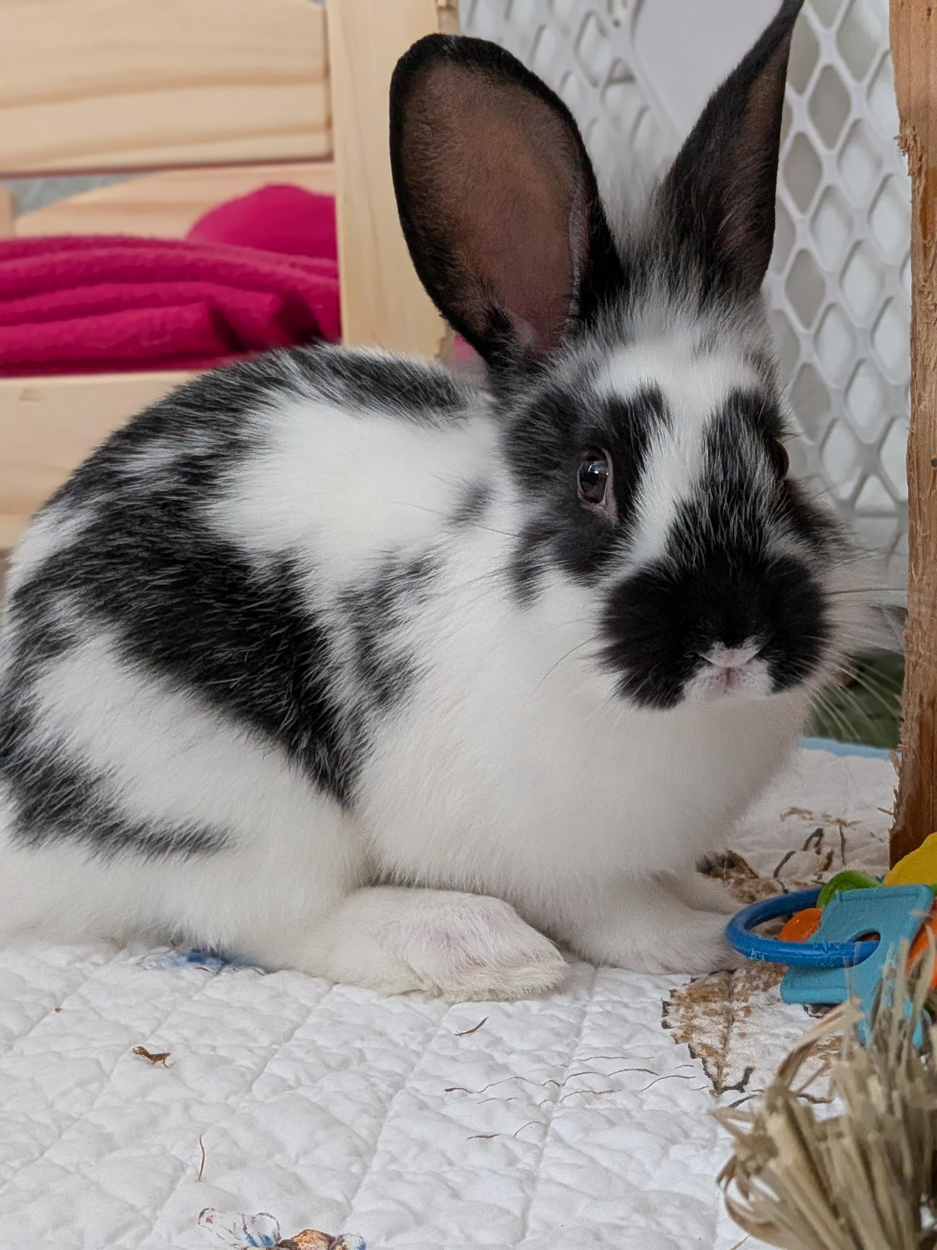Henry, Adoptable, Young Male English Spot.