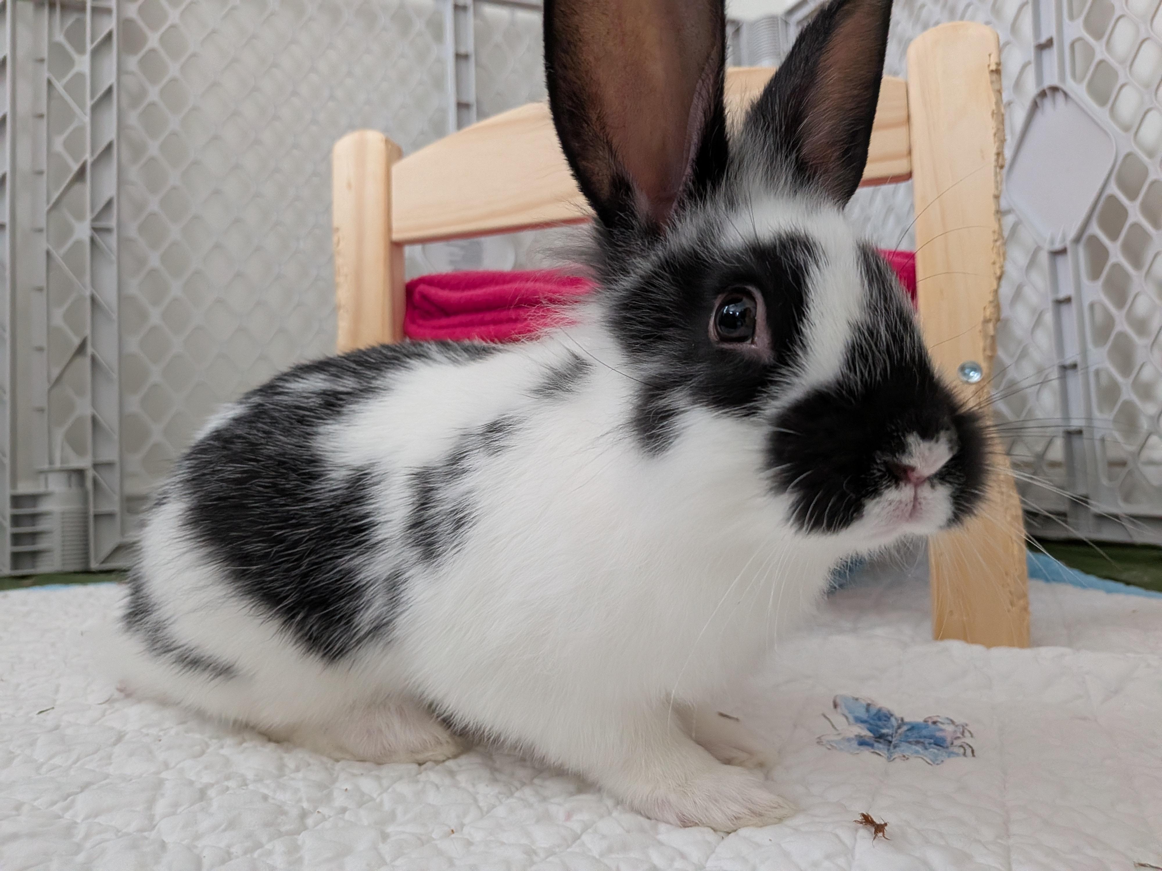 Enlarge Henry, a Adoptable English Spot in Philadelphia, PA image 2/4