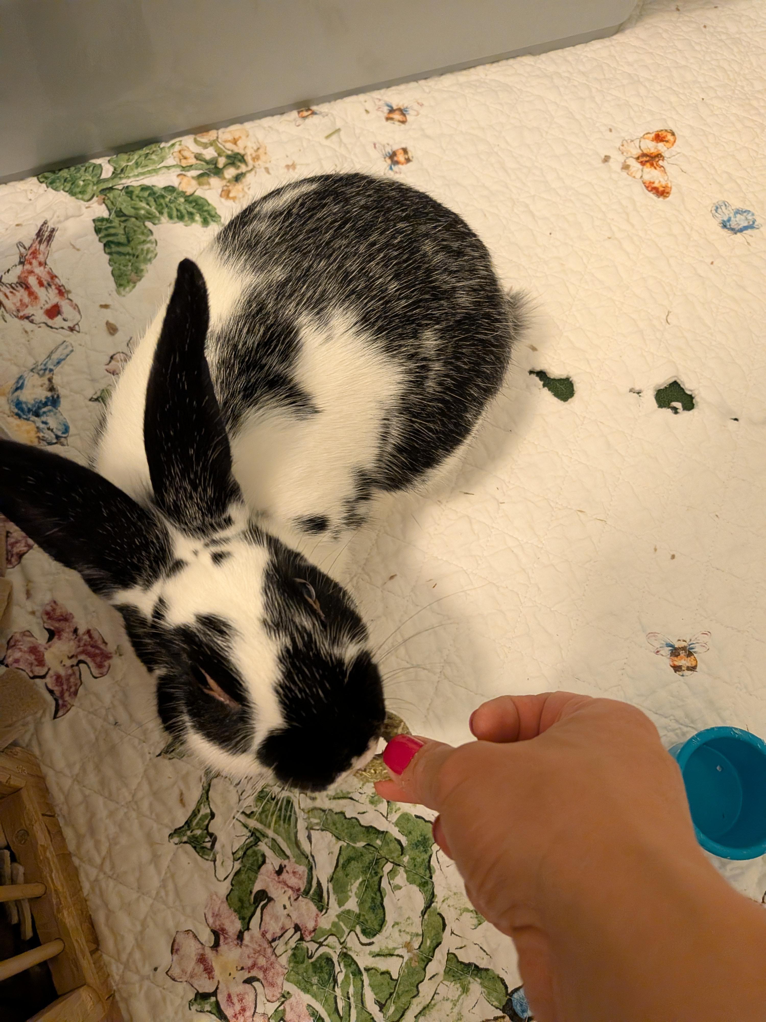 Enlarge Henry, a Adoptable English Spot in Philadelphia, PA image 3/4