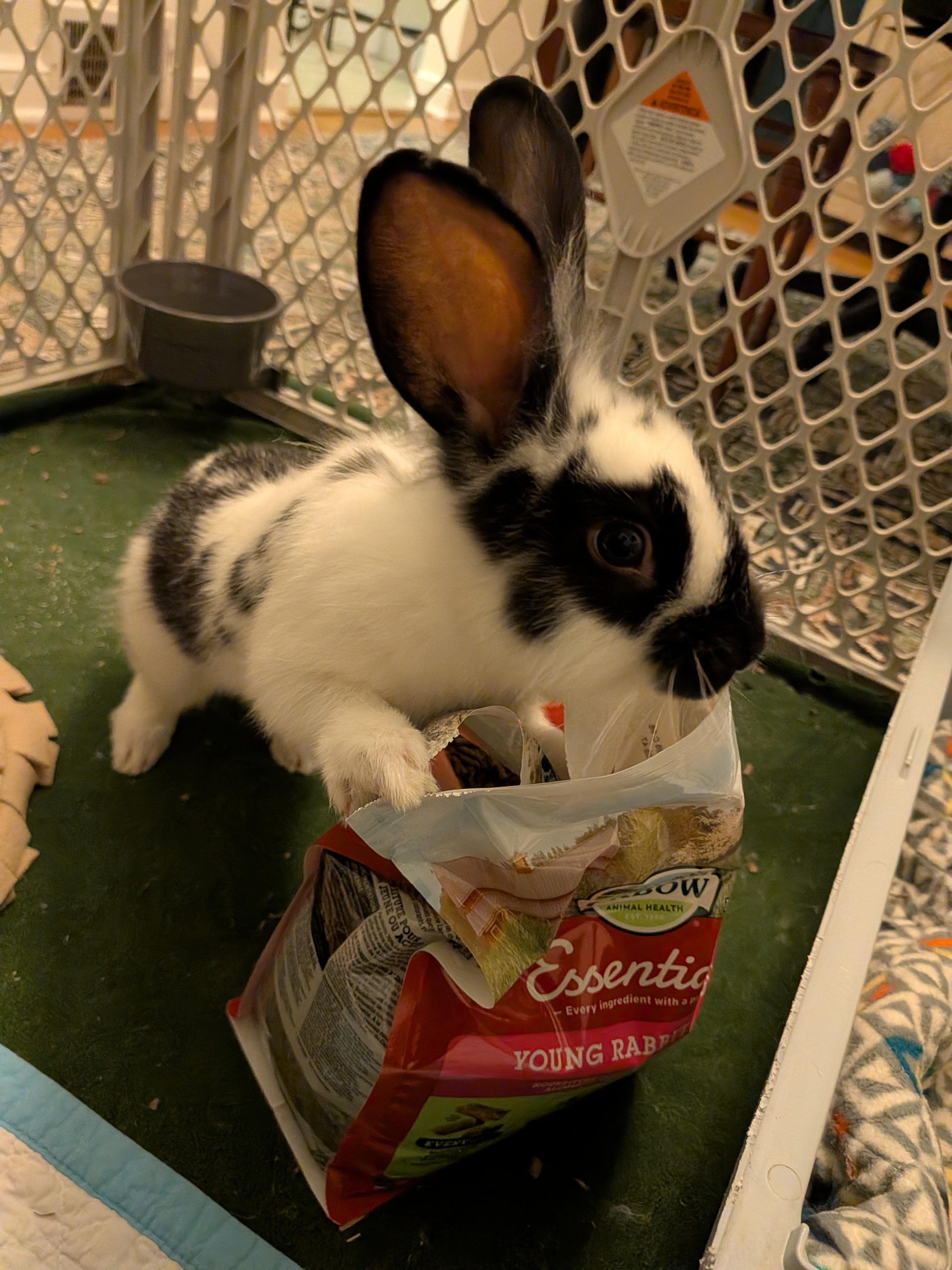 Enlarge Henry, a Adoptable English Spot in Philadelphia, PA image 4/4