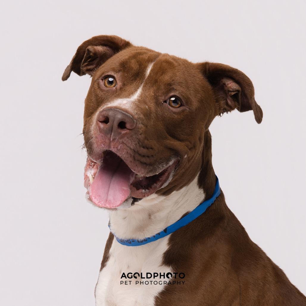 Bruno, Adoptable, Adult Male Terrier & Terrier.