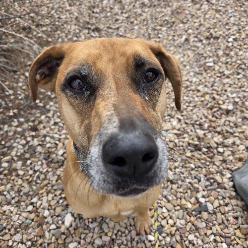 Scout, Adoptable, Adult Male Catahoula Leopard Dog & Rhodesian Ridgeback.