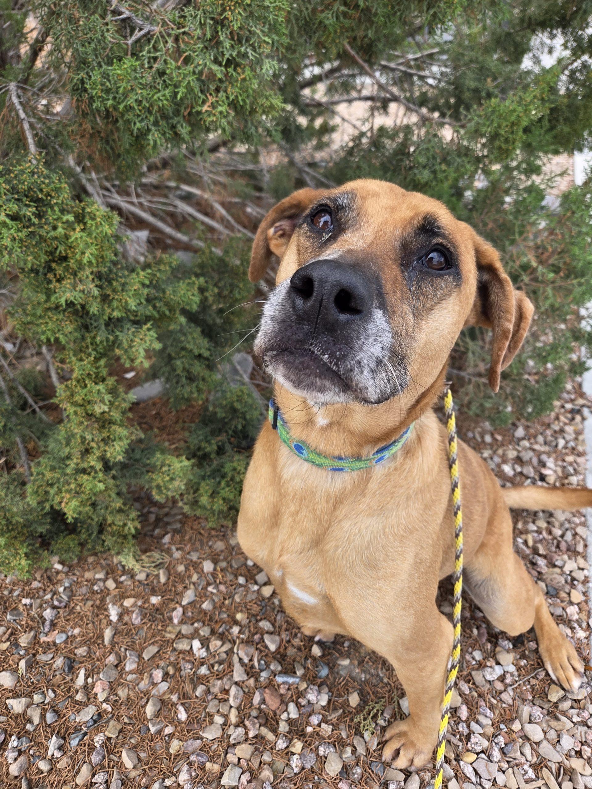 Enlarge Scout, a Adoptable mixed breed in Grand Junction, CO image 2/2