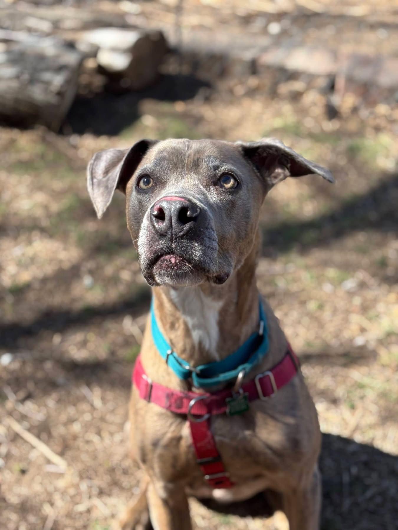 Jessie, Adoptable, Senior Female Weimaraner.