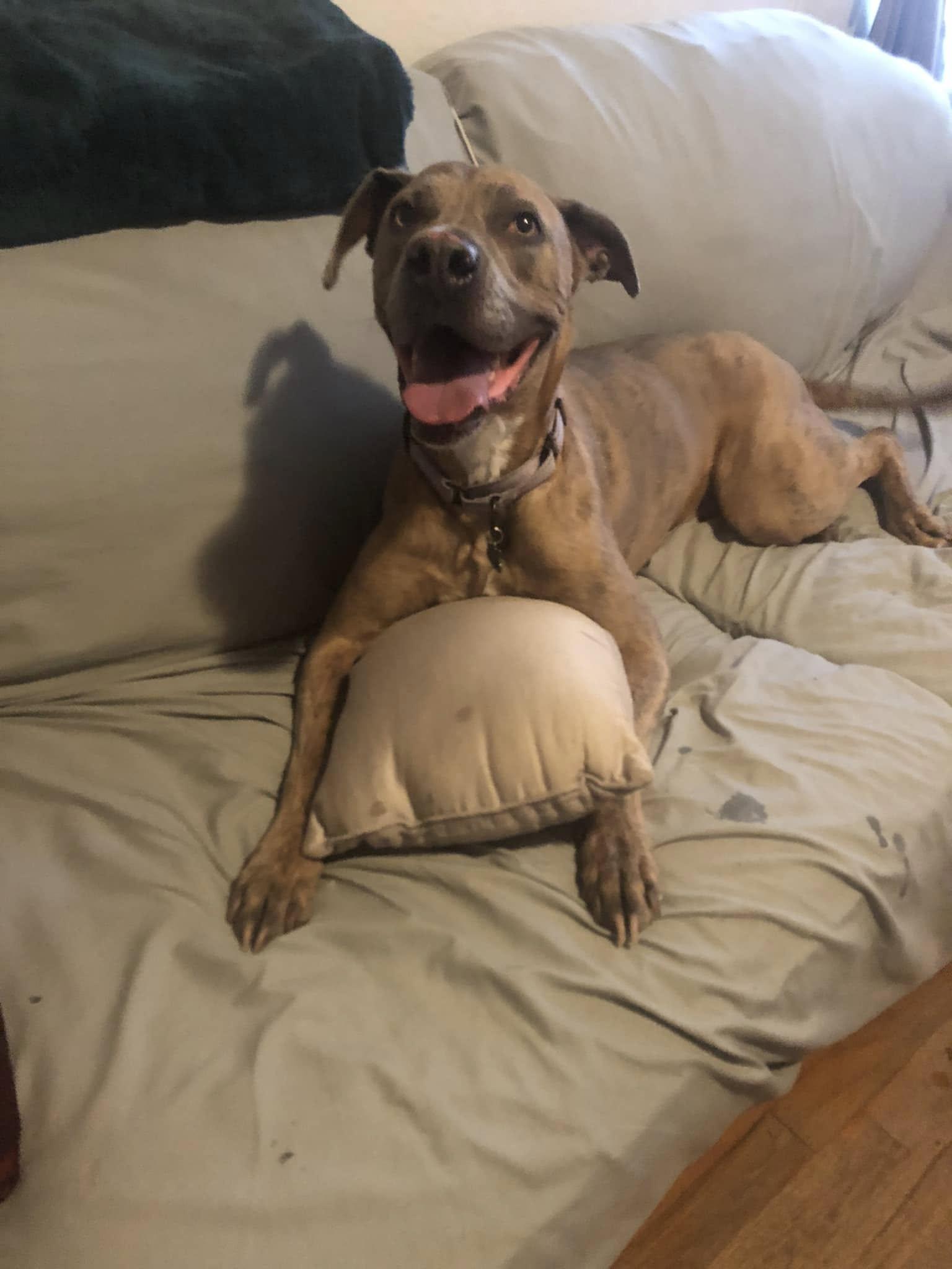 Jessie, a Adoptable Weimaraner in Fort Collins, CO image 3/3