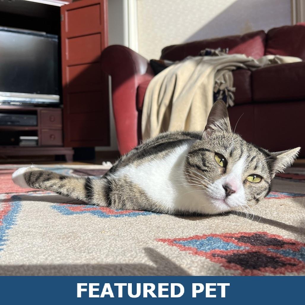 Pepper, a Adoptable Domestic Short Hair in Hailey, ID image 6/6