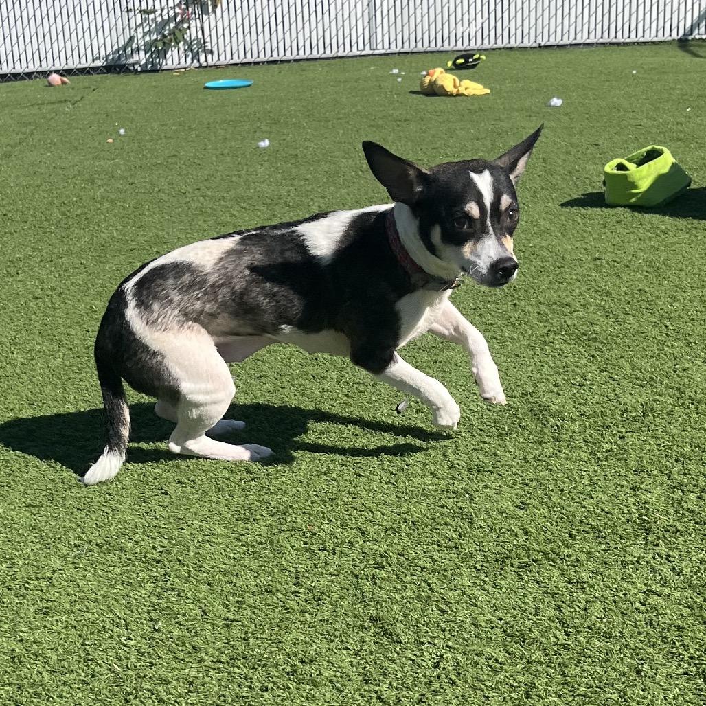 Dilly Bar, Adoptable, Young Female Mixed Breed.