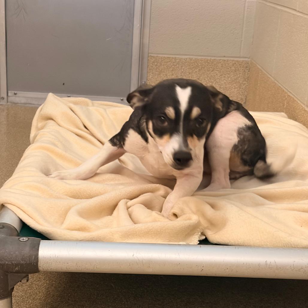 Enlarge Dilly Bar, a Adoptable Mixed Breed in Bristol, IN image 2/4