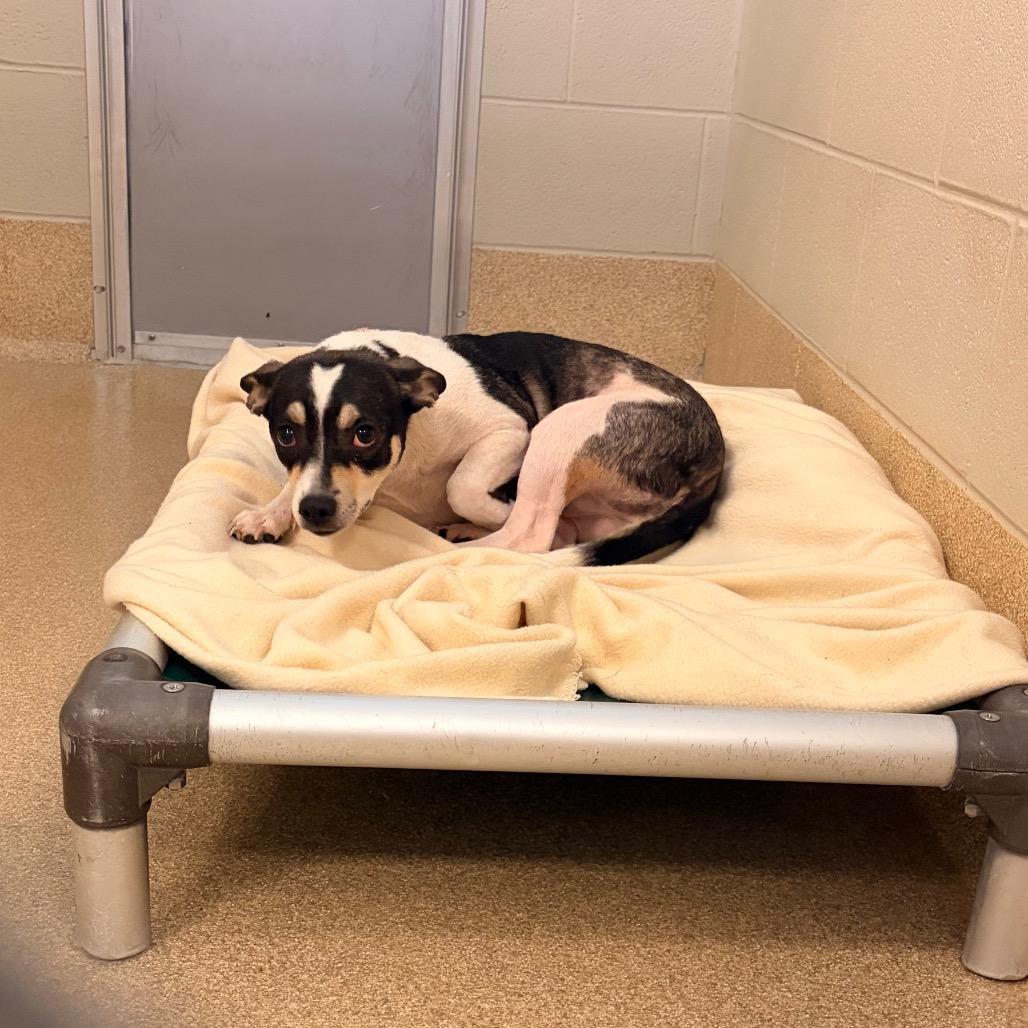 Enlarge Dilly Bar, a Adoptable Mixed Breed in Bristol, IN image 3/4