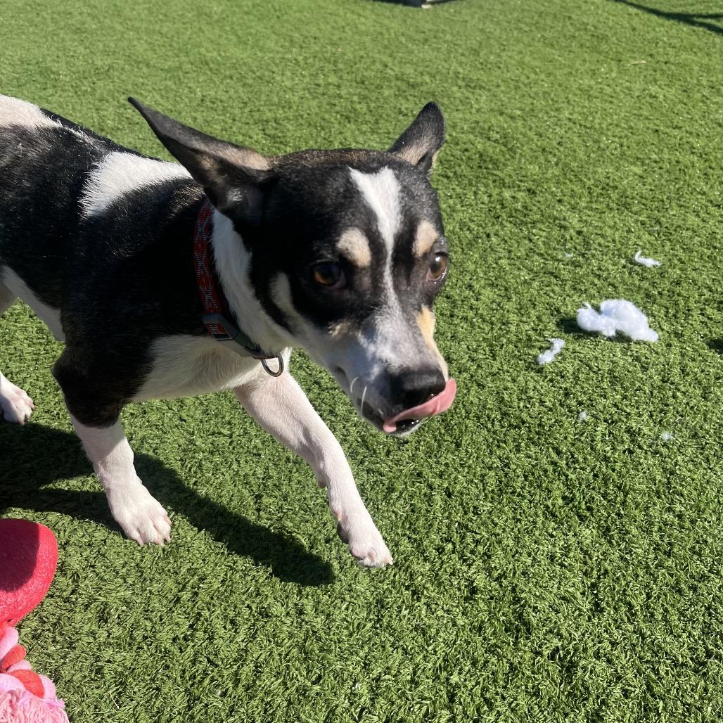 Enlarge Dilly Bar, a Adoptable Mixed Breed in Bristol, IN image 4/4