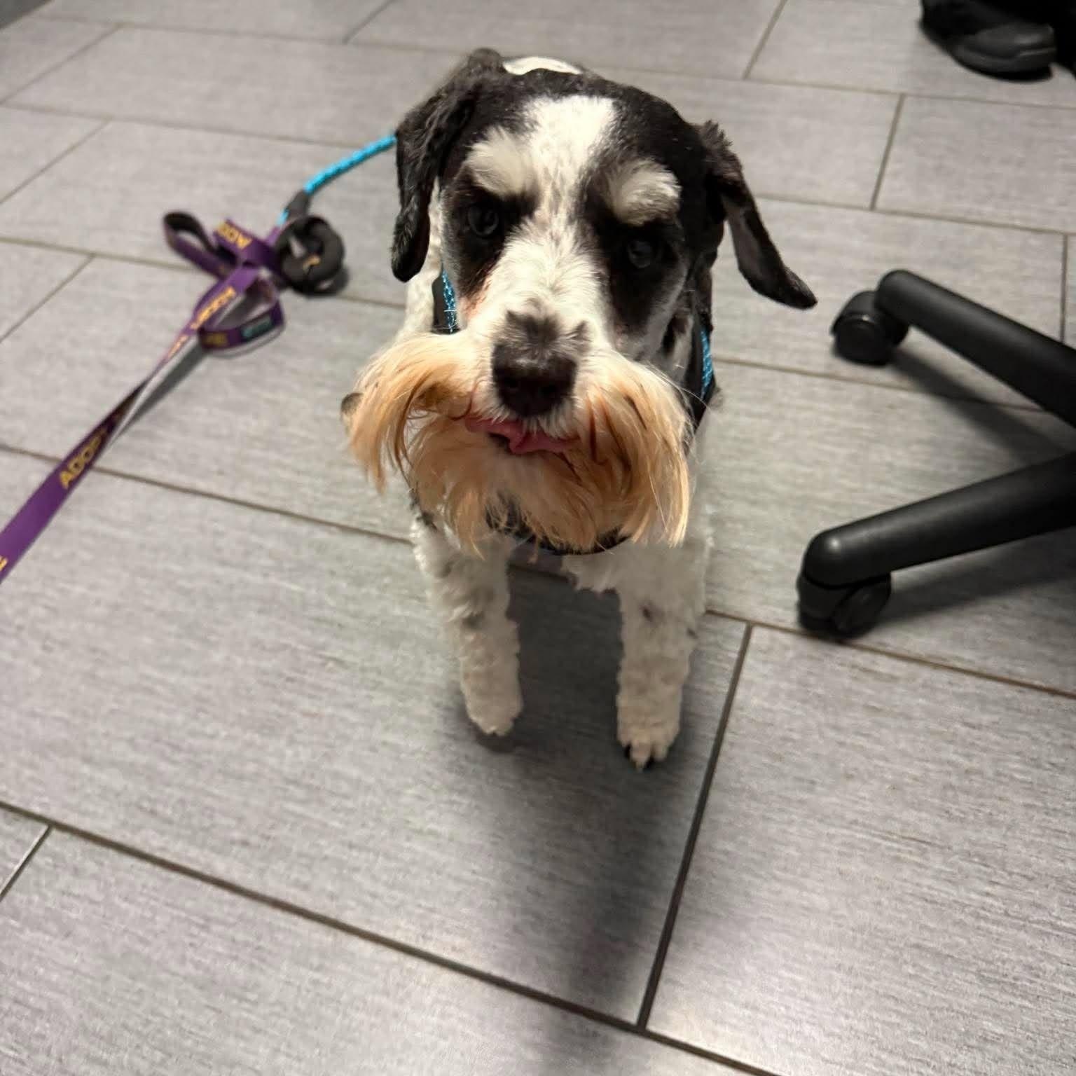 Enlarge Sunnie (bonded with Shadow), a Adoptable Miniature Schnauzer in Homer Glen, IL image 2/6