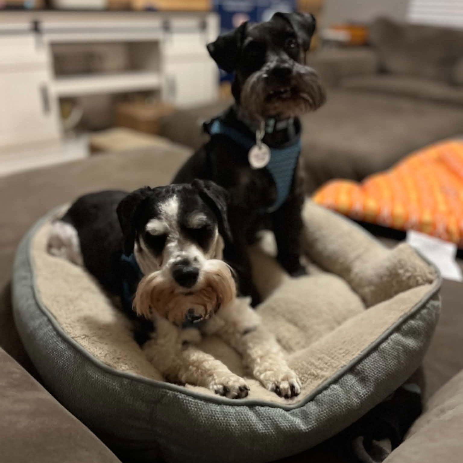 Enlarge Sunnie (bonded with Shadow), a Adoptable Miniature Schnauzer in Homer Glen, IL image 3/6