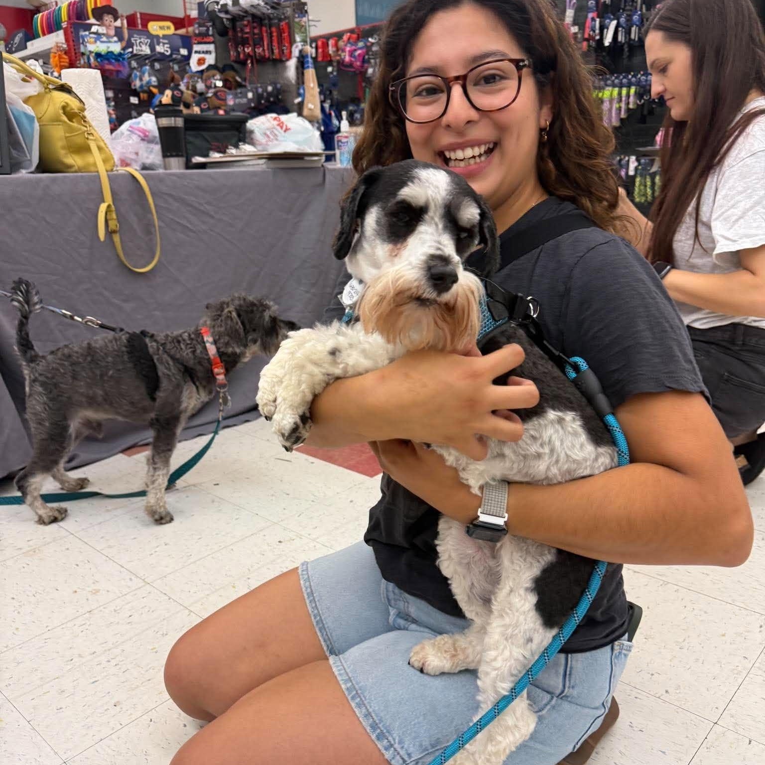 Sunnie (bonded with Shadow), Adoptable, Adult Female Miniature Schnauzer.
