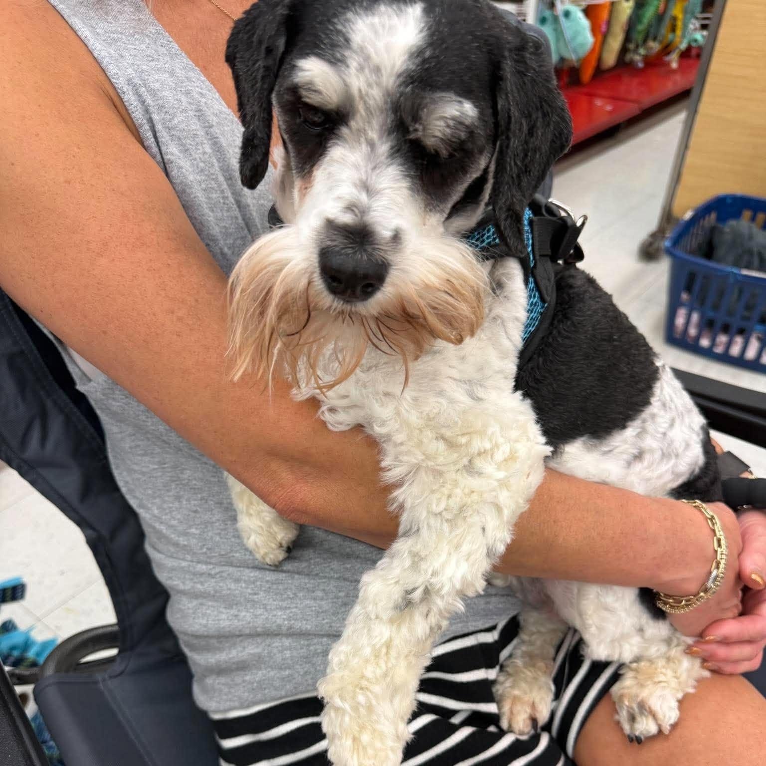 Enlarge Sunnie (bonded with Shadow), a Adoptable Miniature Schnauzer in Homer Glen, IL image 5/6