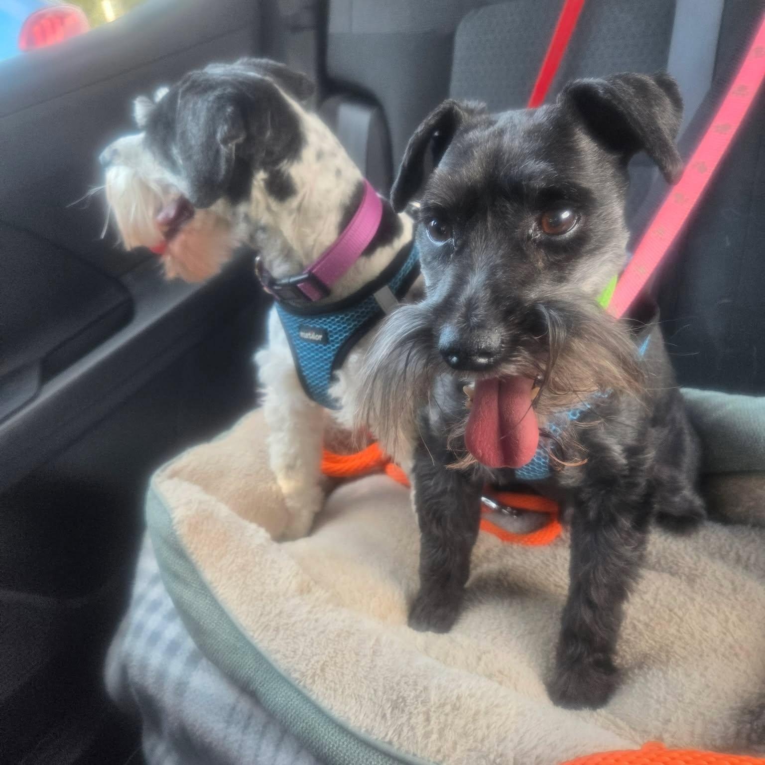 Enlarge Sunnie (bonded with Shadow), a Adoptable Miniature Schnauzer in Homer Glen, IL image 4/6