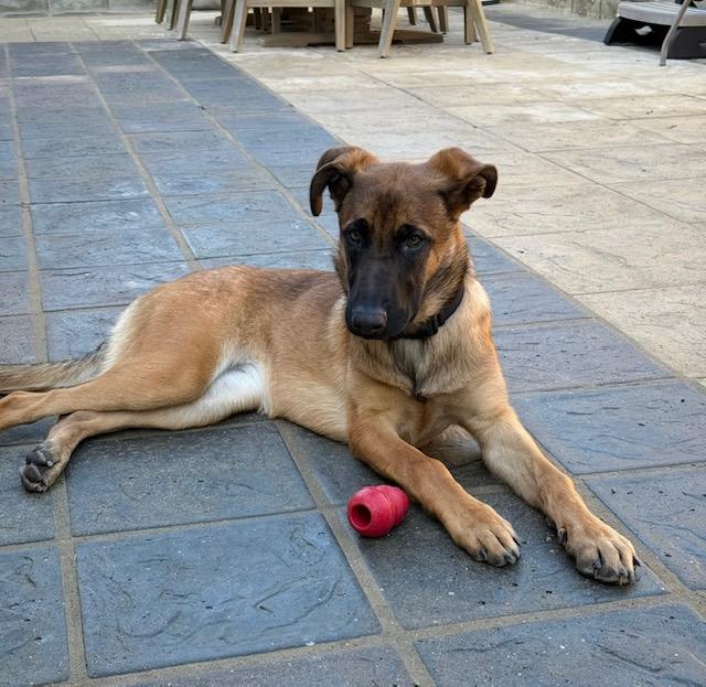 Enlarge Rosie, a Adoptable mixed breed in Burbank, CA image 2/3