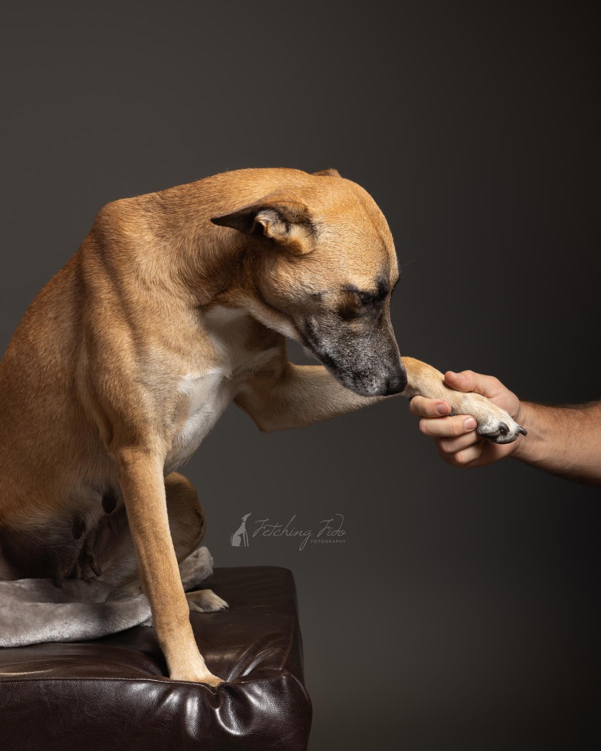 Yogurt, a Adoptable mixed breed in Maple Shade, NJ image 6/6
