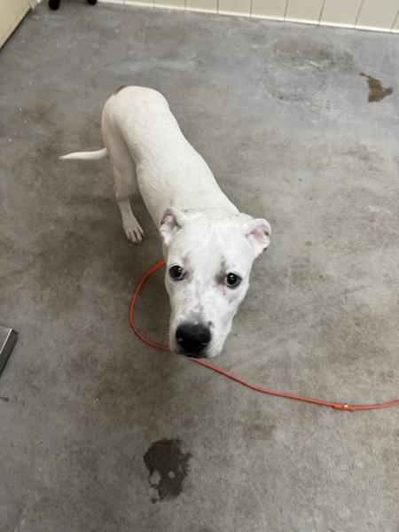 Enlarge Hopper, a Adoptable mixed breed in Spokane Valley, WA image 1/1