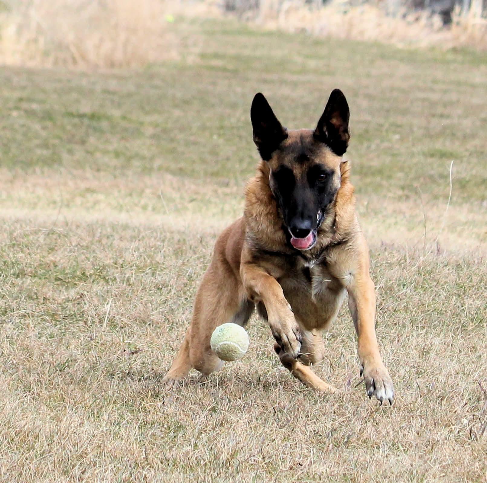 Hero, a ADOPTABLE Belgian Shepherd / Malinois in Winnipeg, MB image 4/4