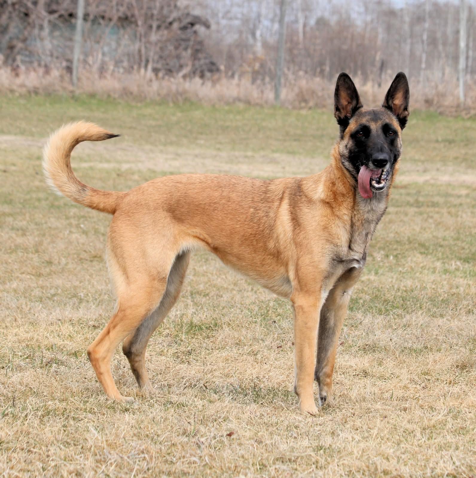 Hero, a ADOPTABLE Belgian Shepherd / Malinois in Winnipeg, MB image 1/4