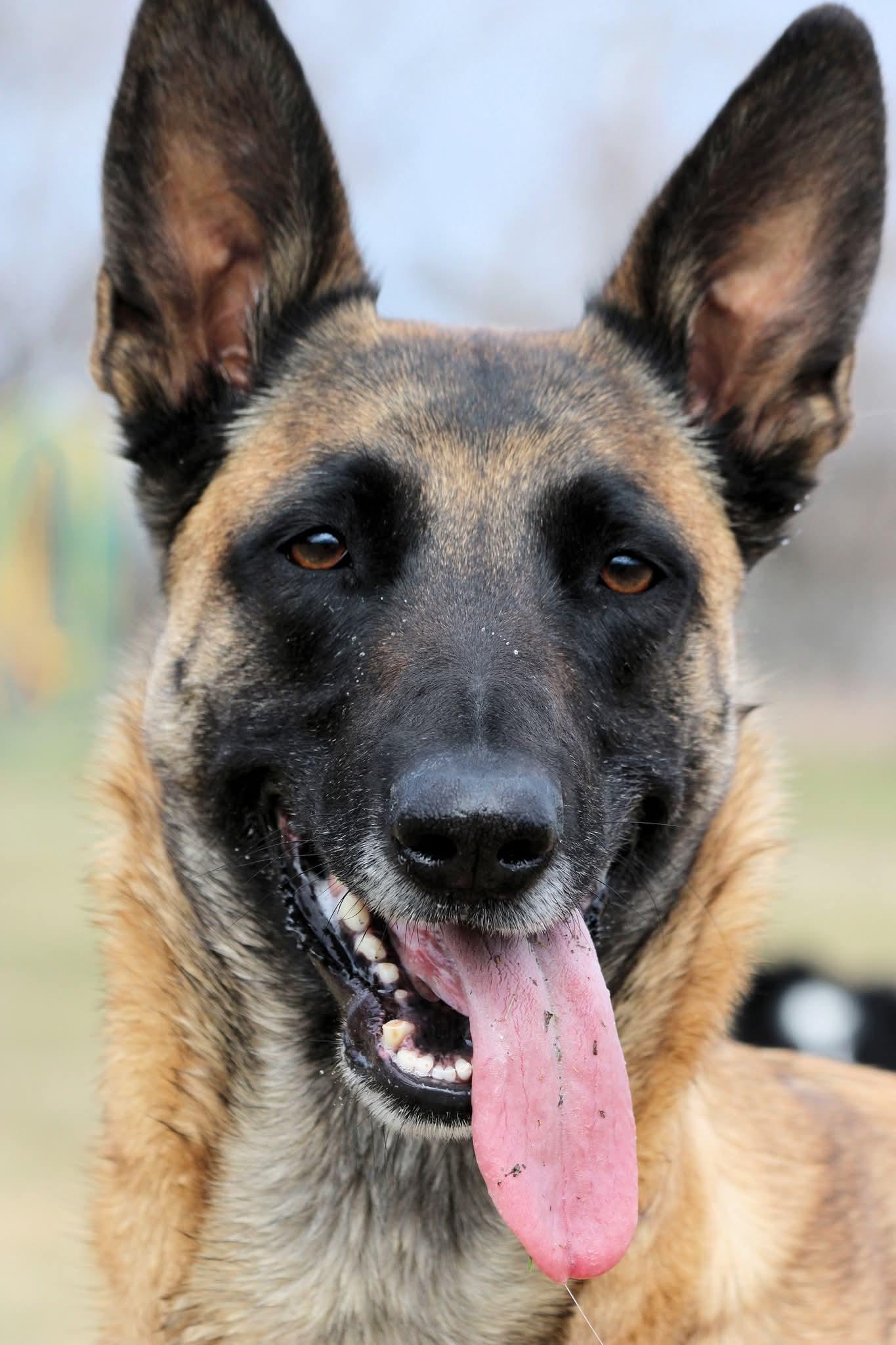 Hero, a ADOPTABLE Belgian Shepherd / Malinois in Winnipeg, MB image 3/4