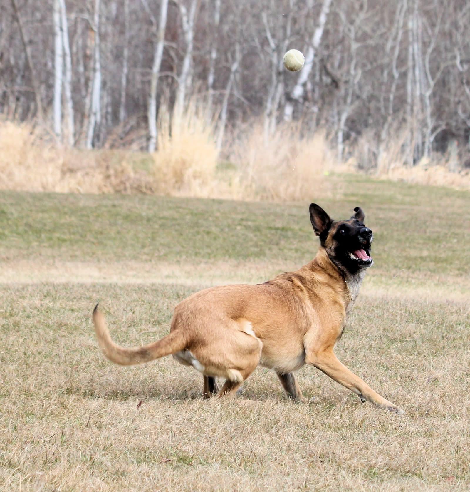 Hero, a ADOPTABLE Belgian Shepherd / Malinois in Winnipeg, MB image 2/4