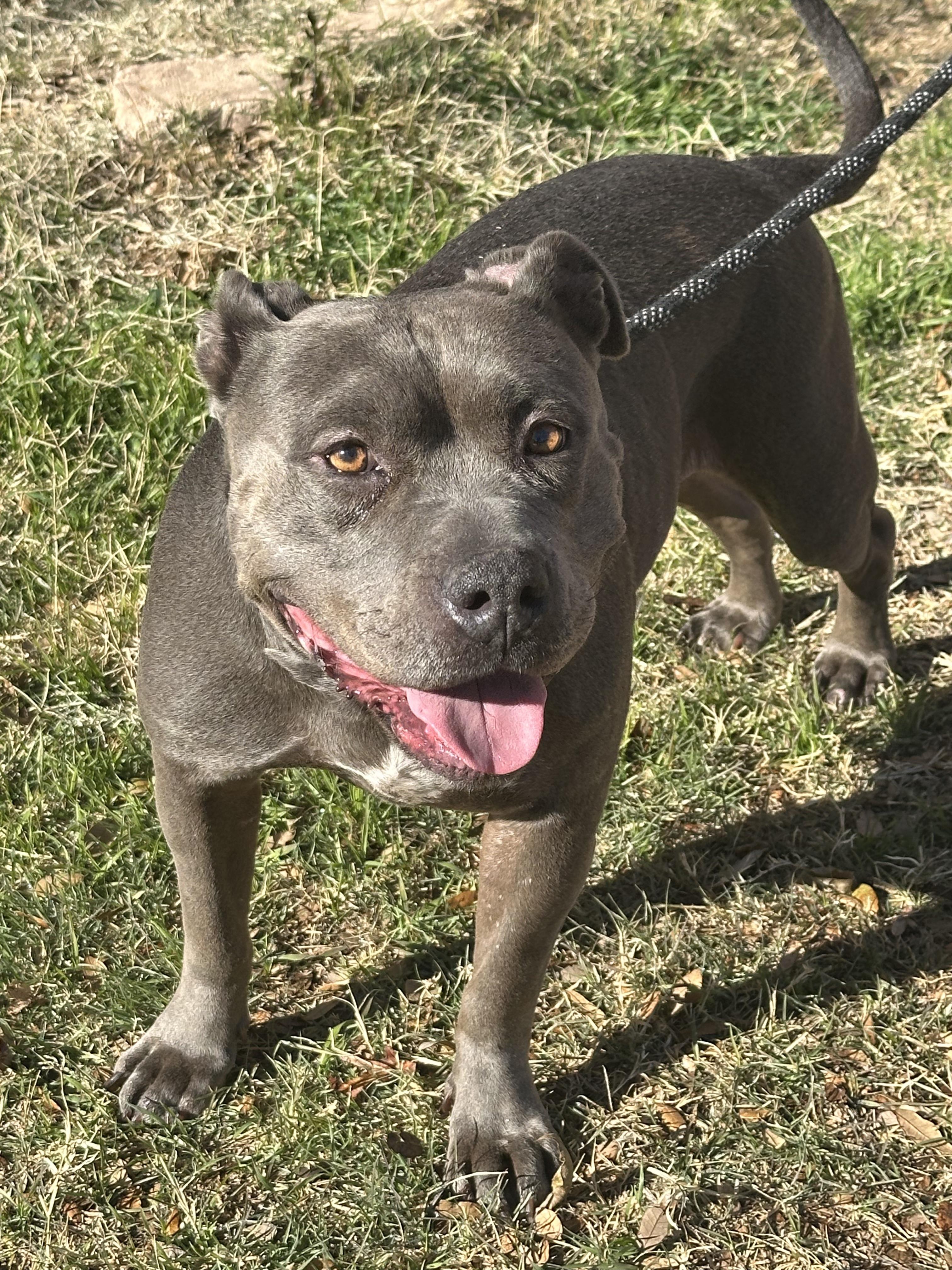 HATTIE, Adult Female American Bully
