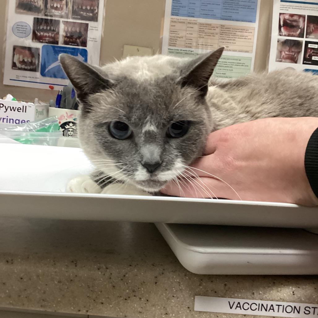 Enlarge Enchilada, a Adoptable mixed breed in Bullhead City, AZ image 1/3