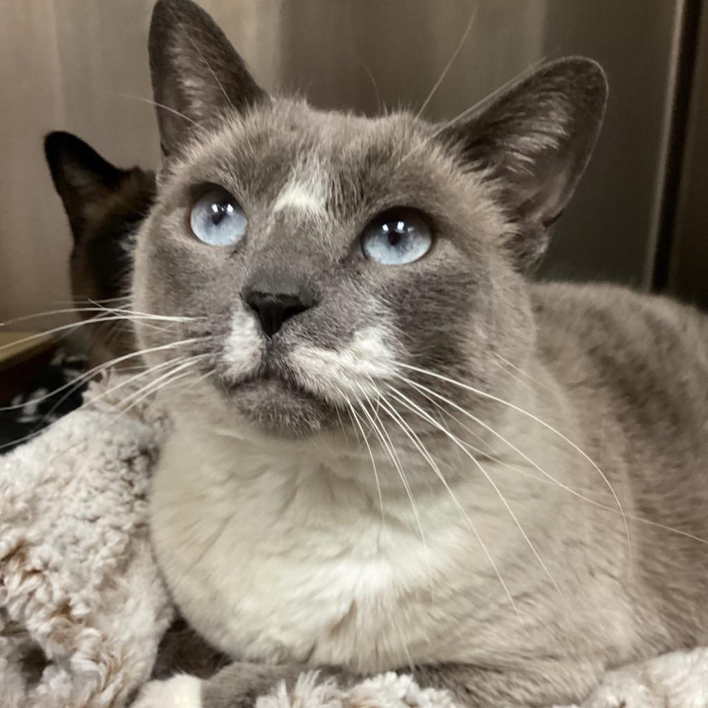 Enlarge Enchilada, a Adoptable mixed breed in Bullhead City, AZ image 3/3