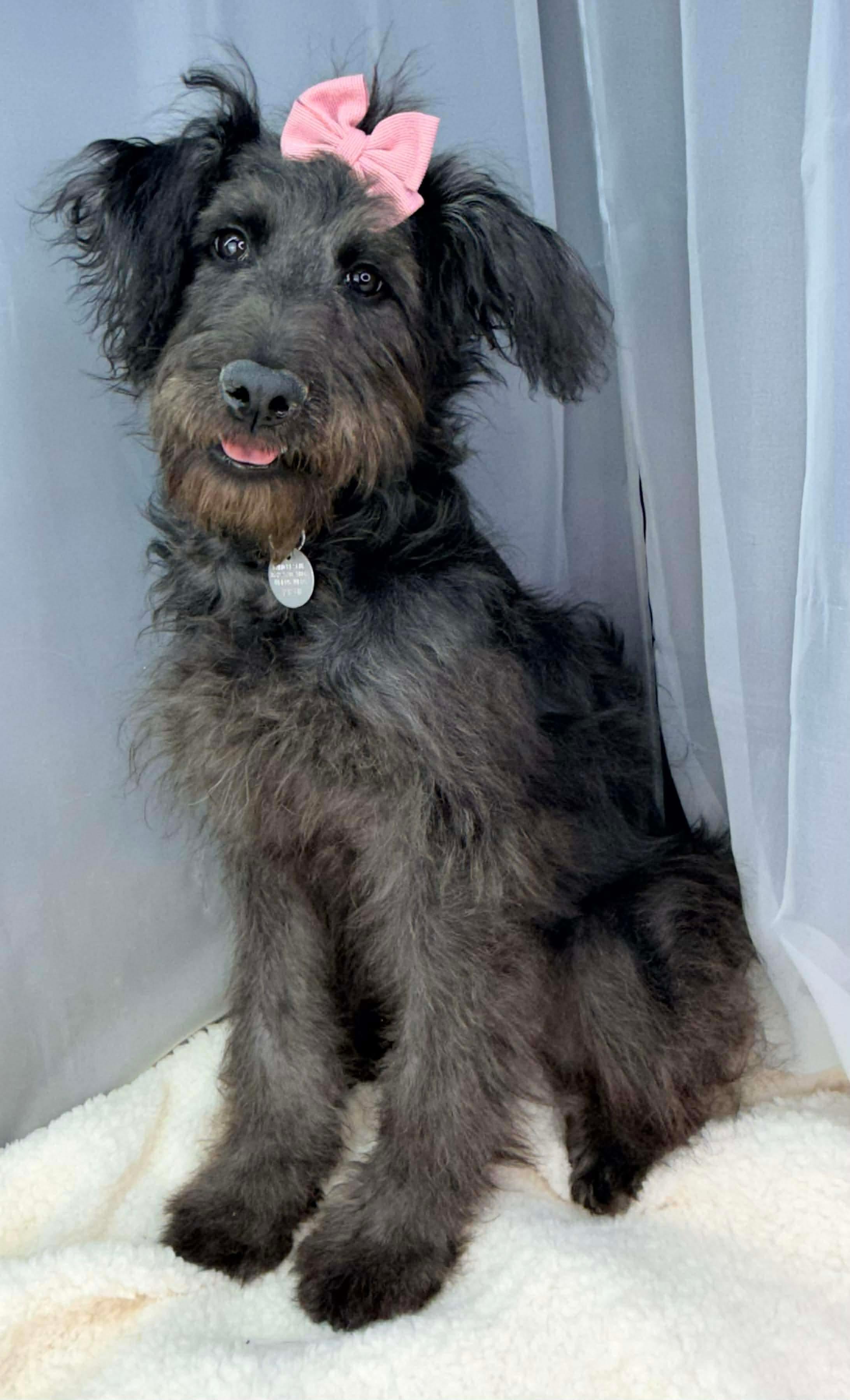 Enlarge Cutiefly, a Adoptable Labradoodle in Southfield , MI image 5/6